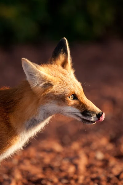 Red fox — Stock Photo, Image