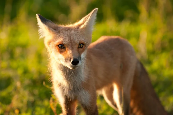 Red fox — Stock Photo, Image