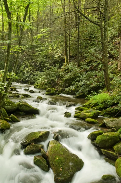 Great Smoky Mountains national park — Stock Photo, Image