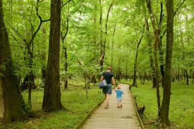 Trail in the forest clipart