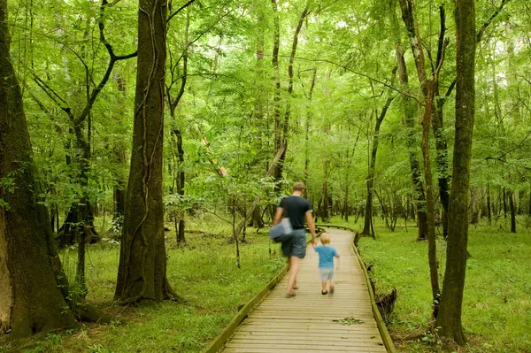 Sendero en el bosque — Foto de Stock