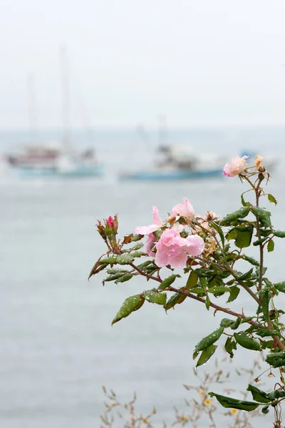 Roses with fishing boats — Stock Photo, Image