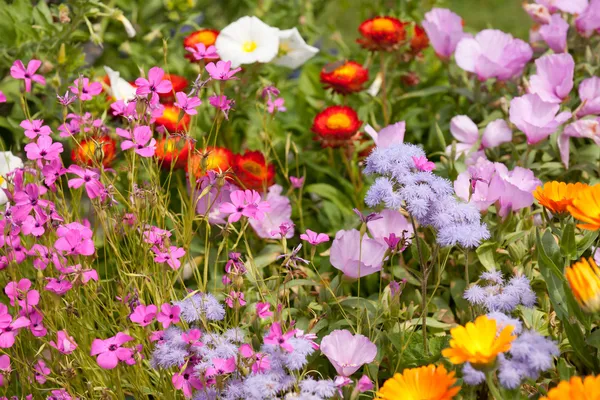 明るい花のカラフルな庭のベッド ストック写真