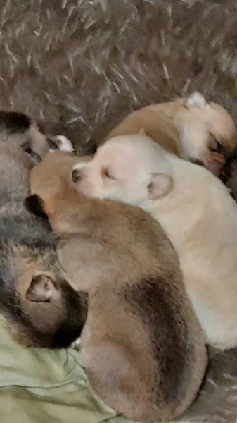 Małe Psy Śpią Domu — Zdjęcie stockowe