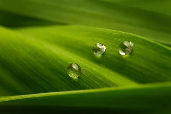 Three drops of water on a green leaf — Stock Photo, Image