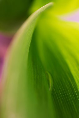 yaprak yeşil bir düşüş ile arka plan