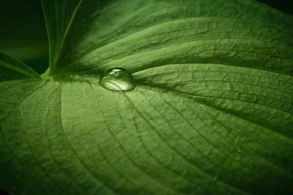 Yeşil yaprağa su damlası