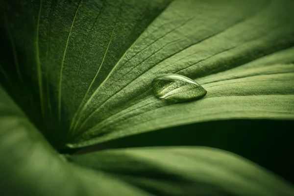 Yeşil yaprağa su damlası