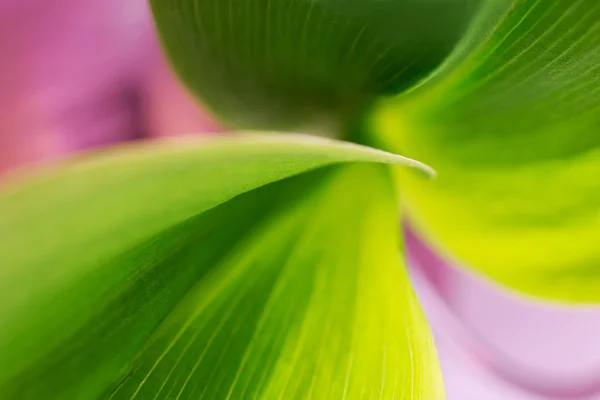 Abstract background with a green leaf closeup — Stock Photo, Image