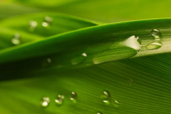 Water drops on green leaf — Stock Photo, Image