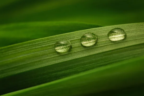 பச்சை இலை மீது மூன்று துளிகள் தண்ணீர் — ஸ்டாக் புகைப்படம்