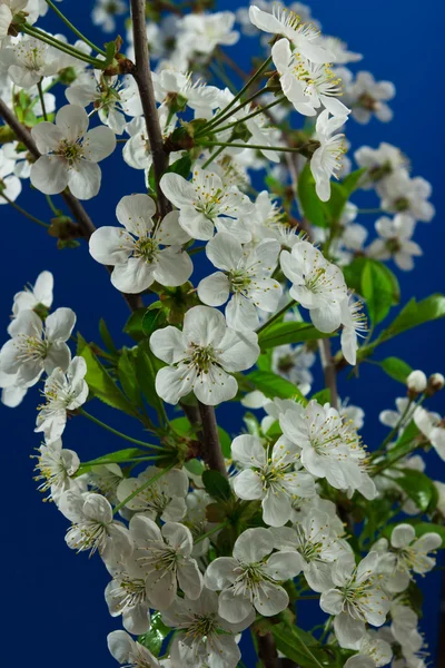 Gros plan de la fleur de cerisier sur fond bleu — Photo