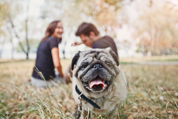 Pug-dog walk in the park and look to camera