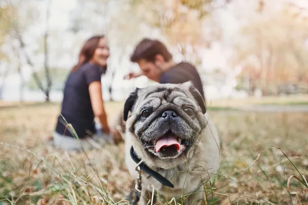 Pug-dog pasear por el parque y mirar a la cámara Fotos De Stock