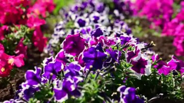 Çok renkli çiçek sıraları var. Doğa.