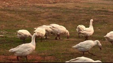 Kazlar yeşil çimlerde yürüyor..