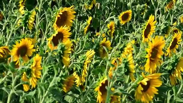 Campo Con Girasoles Las Flores Oscilan Viento — Vídeos de Stock
