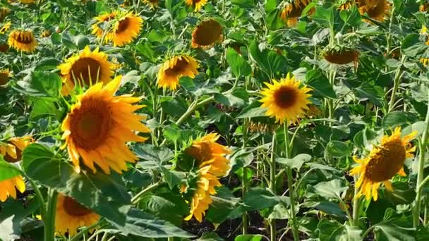 Campo Con Girasoles Las Flores Oscilan Viento — Vídeos de Stock