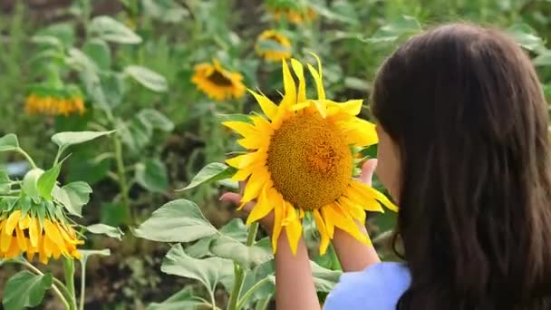 Solros Trevlig Flicka Som Håller Blomma Handen Närbild — Stockvideo