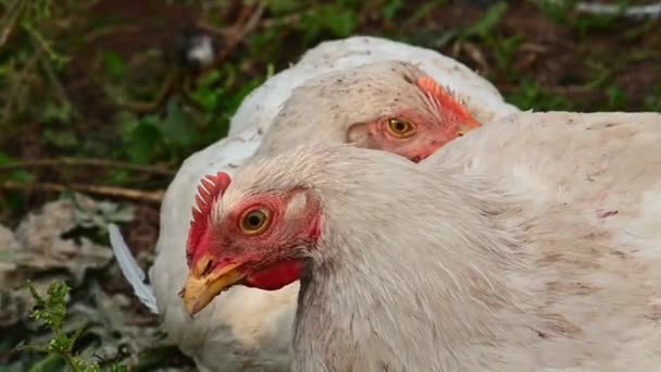 Pollo Joven Broilers Nature — Vídeos de Stock