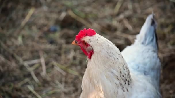 Młody Kurczak Broilers Nature — Wideo stockowe