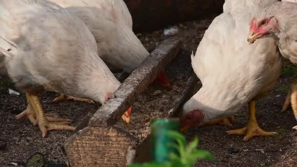 年轻的鸡汤 大自然 — 图库视频影像