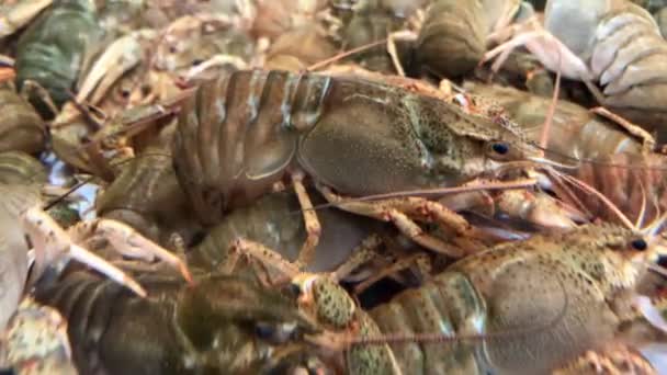 Living Crayfish Crawl Aquarium Selective Focus — Stock Video