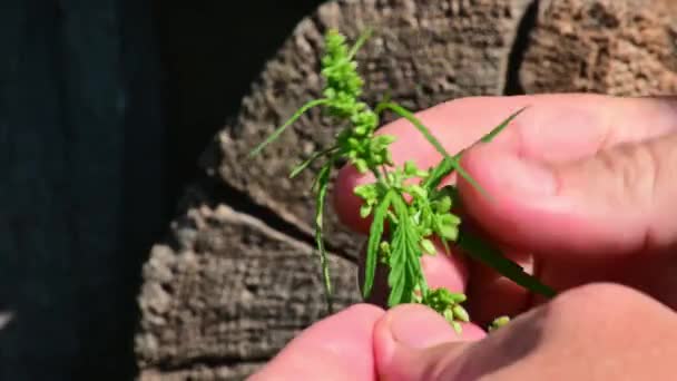 Kannabiszmag Éretlen Kannabiszmag Kis Növényen — Stock videók