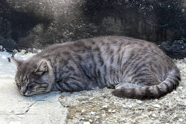 Gato Duerme Acurrucado Aire Libre Cálido Día Otoño —  Fotos de Stock