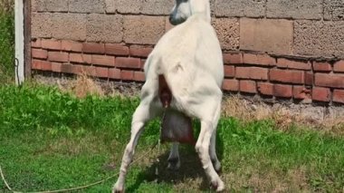 Keçi arkadan işemiş..