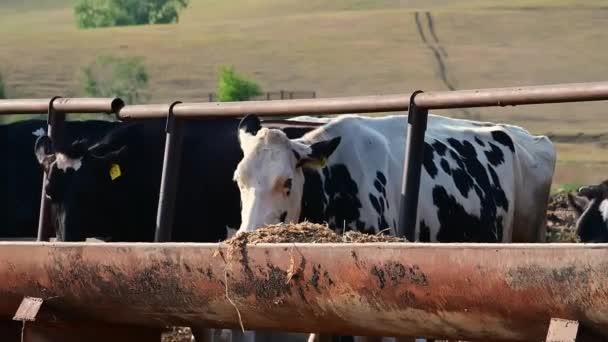 Çiftlik Hayvanları Yetiştiriciliği Süt Inekleri Ahırda Besleyici Yem Yiyor — Stok video