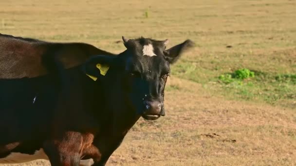 褐牛在牧场上吃草 — 图库视频影像