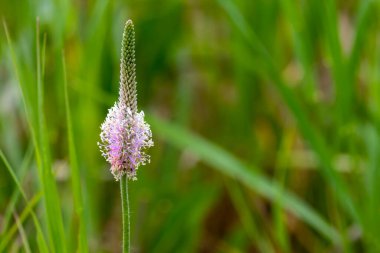 Yeşil arka planda güzel çiçekler. Doğa.