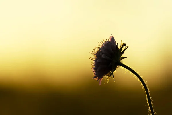 Schöne Trockene Blume Vor Dem Hintergrund Des Sonnenuntergangs Natur — Stockfoto