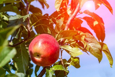 Güneşli bir sonbahar günü. Ön görünüm.