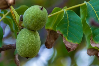 Cepheden bak, Kırım 'da terk edilmiş bir köy..