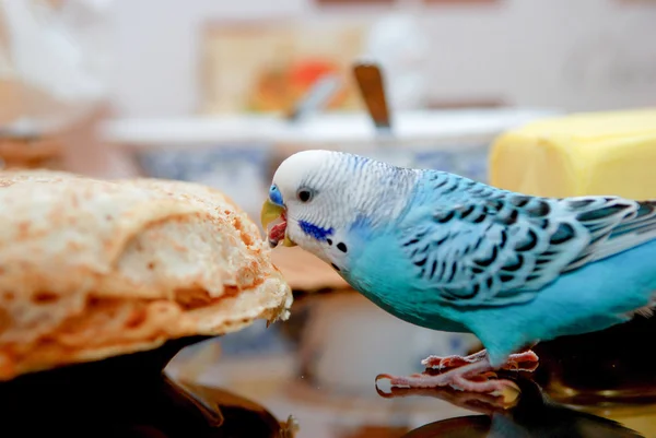 鹦鹉和煎饼 — 图库照片