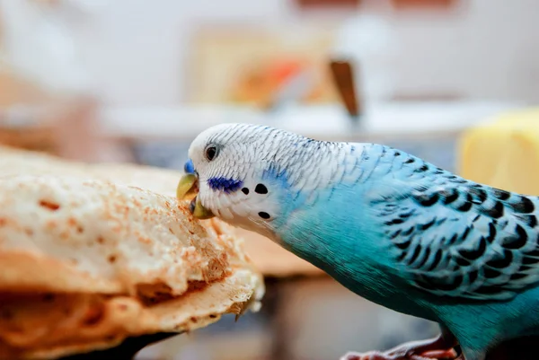 Pappagallo e frittelle — Foto Stock