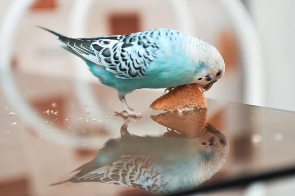 Loro y pan — Foto de Stock