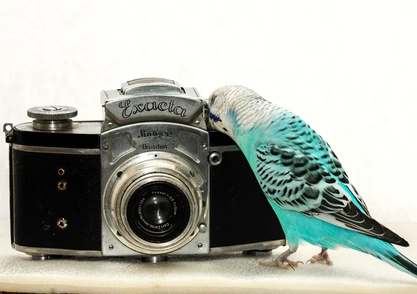 Попугай и камера Стоковое Фото