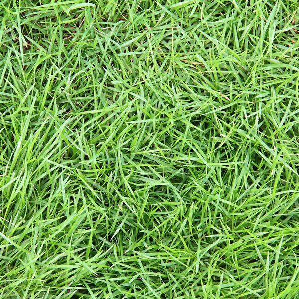 Fundo de superfície grama verde fresco — Fotografia de Stock