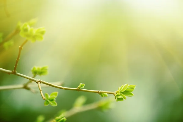 Zon schijnt over de tak van de boom — Stockfoto