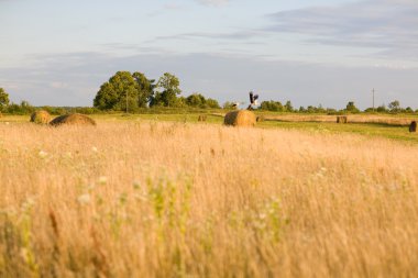 gün batımını alanda leylek