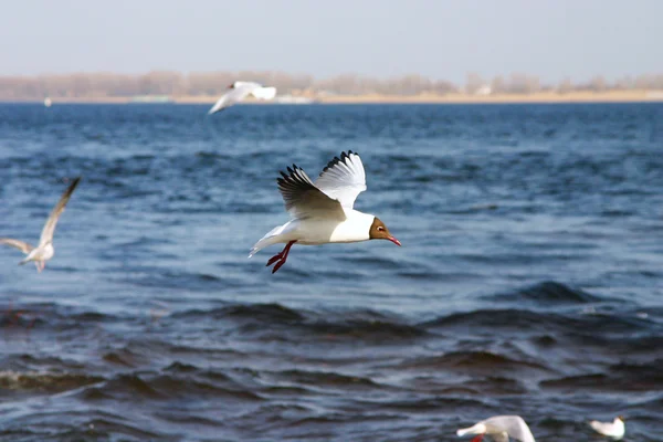 La gaviota vuela sobre el mar — Foto de Stock
