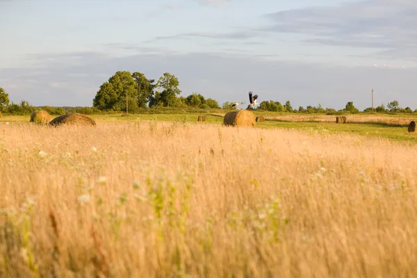 Storks on the field on the sunset — Stock Photo, Image