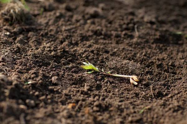 Nueva planta —  Fotos de Stock