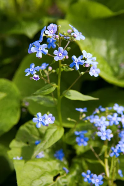 Små blå blommor — Stockfoto