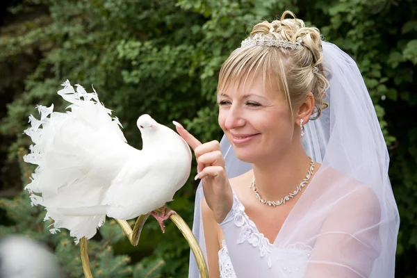 Braut und weiße Taube — Stockfoto