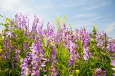 vicia cracca alan