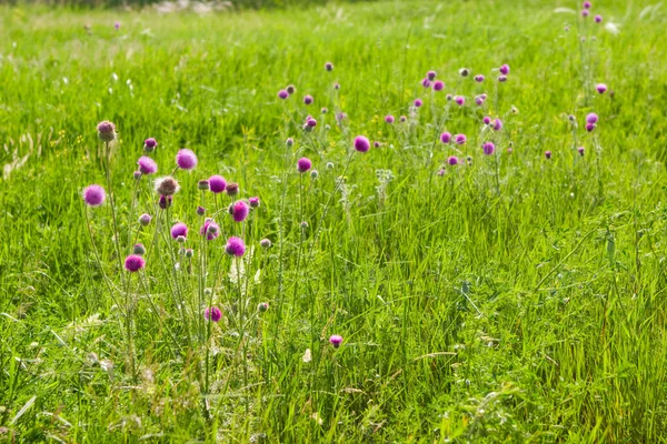 En thistle-fältet — Stockfoto